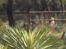 Whitetail Deer at Trinity Ranch in Texas
