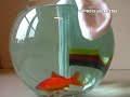 Spiesser.de - Goldfisch Hering 2. Juni Spiesser.de - Goldfisch Hering 2. Juni