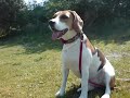 Compilation of our Beagle Laika. Music: Pink Floyd