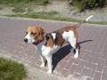 Beagle video
