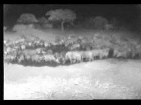 Water Buffalo
