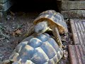 tortues terrestre accouplement