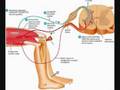The-Stretch-Reflex