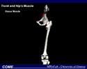 Bone and Muscle Modeling Bone and Muscle Modeling