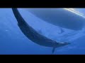 basilosaurus, extinct animal basilosaurus, extinct animal