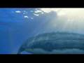 basilosaurus, extinct animal