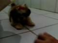 Shih Tzu - Sharon