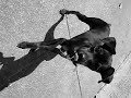 the-cutest-puppy-in-the-world-in-pictures.html