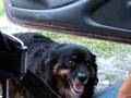 lol!!!!!! talking dog wants ice cream