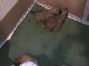 Puppies! - Wheaten Terriers