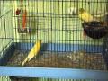 canarie chant chardonneret canry sing goldfinch كناري يغرد حسون2.flv
