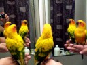 videos de FABiO MULTiPLiED!
