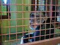 Jamie, a rescued chimpanzee, makes bed