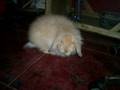 videos de Pequeña isis ( Schnuffel)