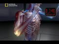 Anatomia Sztuk Walki cz.4 Anatomia Sztuk Walki cz.4