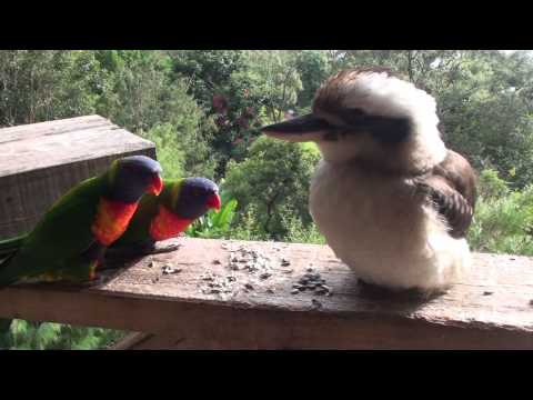 kookaburra - Two corellas muscle in on a lorikeet family having breakfast. A bemused kookaburra flies in to check out the action until it begins to get a little too close...