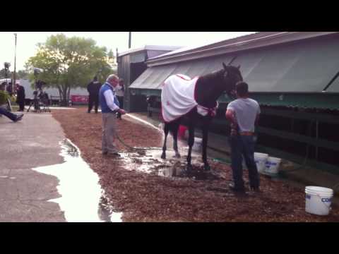 bath - Trainer Shug McGaughey gives Orb a bath on the morning of Preakness Stakes.