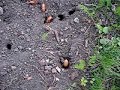 17 year Cicada making exit hole on May 4th