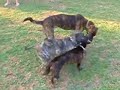 Big Max & Little Max, Mario,Wrangler,Cooper...
