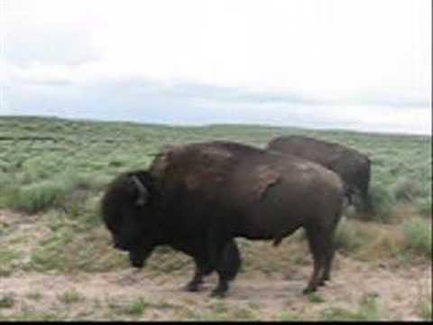 Santa Fe Trail 4b Bison Range