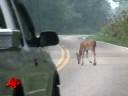 Fatalities Rising in US Vehicle-animal Crashes