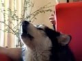 videos de Borris Howls to Siren