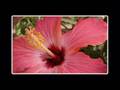 A Collection Of Macro Photographs