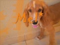 Cocker Spaniel Dançando. [ MEL ]