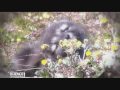 pr�sentation de l'exp�dition 2007 sagax - revo - ecopolaris durant laquelle des chercheurs du grea ont �tudi� les cons�quences du r�chauffement climatique sur la faune et le flore du groenland. science on tourne, copyright france 2 / xd productions