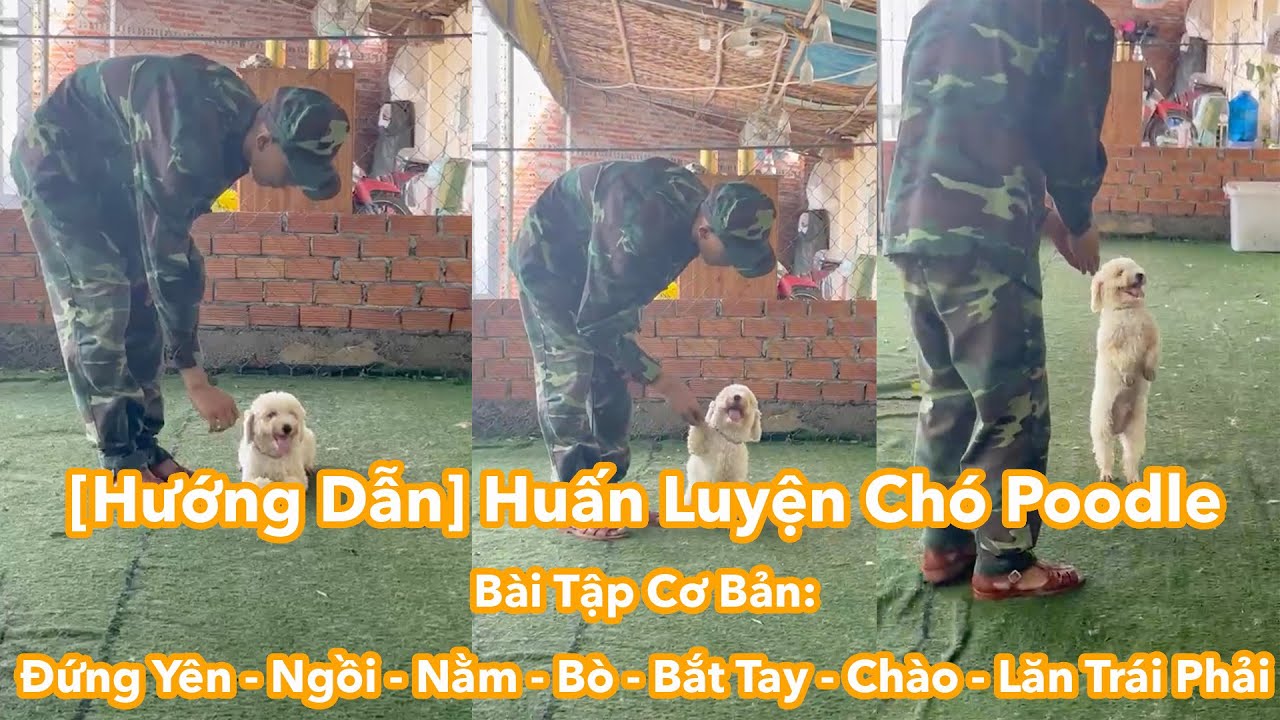Huấn Luyện Chó Poodle Bài Tập Cơ Bản: Đứng Yên - Ngồi - Nằm - Bò - Bắt Tay - Chào - Lăn Trái Phải