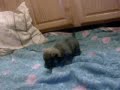 Nursing Puppies- Week 4