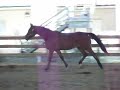Rohan trotting and cantering at liberty again.