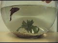 Nova web guy makes his version of the fishies clip