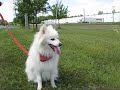 Chester esquimau américain