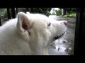 秋田犬雨宿りの間にオヤツをいただきます【akita inu】