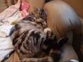 マッサージ機でぐっすり～猫(=^・^=)