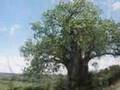 Baobab