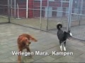 Asielhond Mara, dierenopvangcentrum Kampen