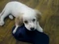 Chiquita jugando