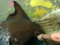 Tocando mantarrayas en Seaworld