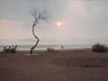 Indonesia - Chris Rea - Fool