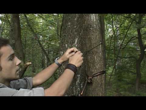 how to fasten a hammock to a tree