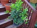 Wild edibles and backyard gardening - Post peak Wild edibles and backyard gardening - Post peak