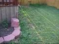 Wild edibles and backyard gardening - Post peak