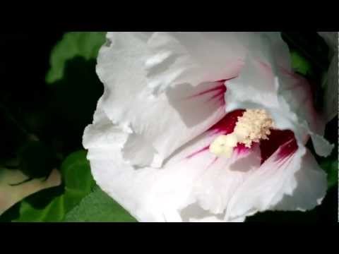 how to focus q-see camera