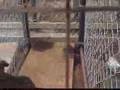 Inhumane conditions at Hickman Kentucky Animal Shelter