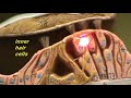 Cochlea Model
