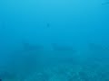 raie manta à padangbay (bali)/manta ray in padangbay (Bali)