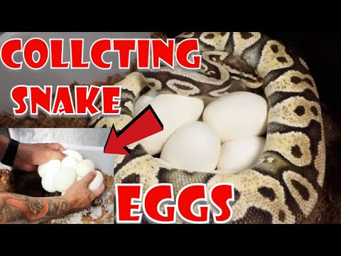YouTube reptile video