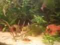 Hora da alimentação no aquário de bótias.BOTIAS:PALHAÇO - (Chromobotia macracanthus) STRIATA - (Botia striata) YOYO - (Botia almorhae)DÁRIO - (Botia dario)COBRINHA KUHLII - (Pangio Kuhlii)KUBOTAI - (Botia kubotai)SUMO - (Schistura cf. balteata)CARA DE CAVALO - (Acantopsis choirorhynchus) 